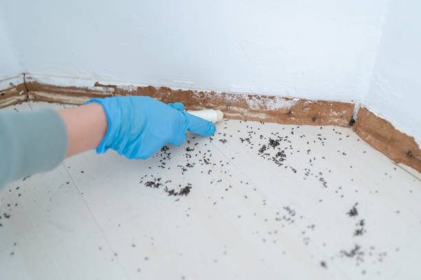 Best Best Pest Control Companies  in Dyersburg, TN