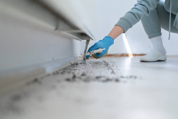 Wasp Removal Services in Dyersburg, TN